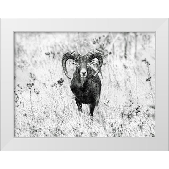 Merino, Nicolas 32x25 White Modern Wood Framed Museum Art Print Titled - The Stare