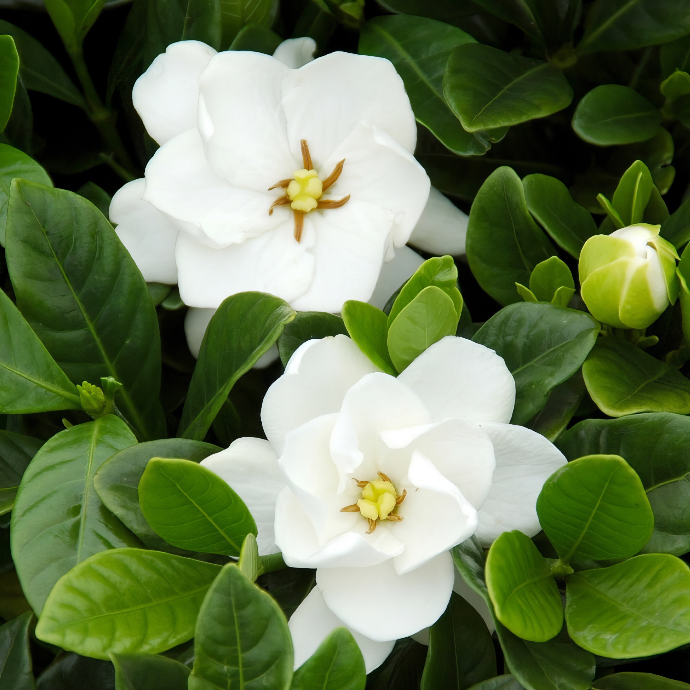 1 gal Gardenia 'Buttons'Live Shrub with Full Sunlight