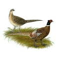 thumbnail image 2 of CafePress - Ringneck Pheasant Pair Mug - 11 oz Ceramic Mug - Novelty Coffee Tea Cup, 2 of 4
