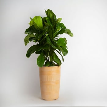 s with Benefits Live Green Fiddle Leaf Fig  in 6in. Ceramic er