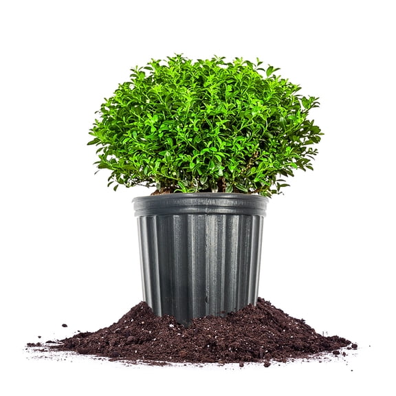 Perfect Plants Soft Touch Holly 3 Gallon