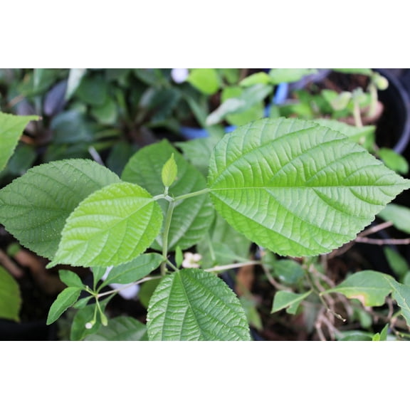 Tropical Seeds - Dessert Berry / Sherbet Berry - 20 Heirloom Seeds -Grewia asiatica