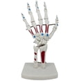 thumbnail image 1 of Skeleton Hand Model, Hand Joint Model, with Wrist, Ulna, Hinged Hand , Palmar Anatomy Muscle Model, 1 of 5