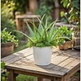 thumbnail image 4 of Hosley® Set of 2, 6In H White Bucket/Pots with PVC Liner, Ideal Gift for Wedding Home Office Party DYI Indoor Outdoor Garden Patio, 4 of 9