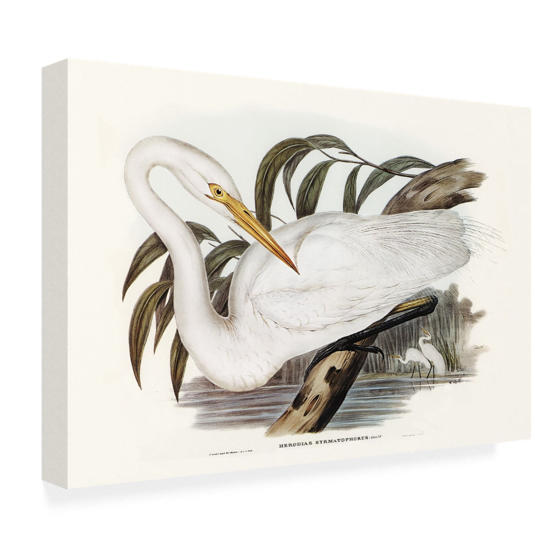 Trademark Fine Art Elizabeth Gould  Majestic Waterbird I Canvas Wall Art