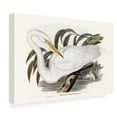thumbnail image 4 of Trademark Fine Art Elizabeth Gould  Majestic Waterbird I Canvas Wall Art, 4 of 4