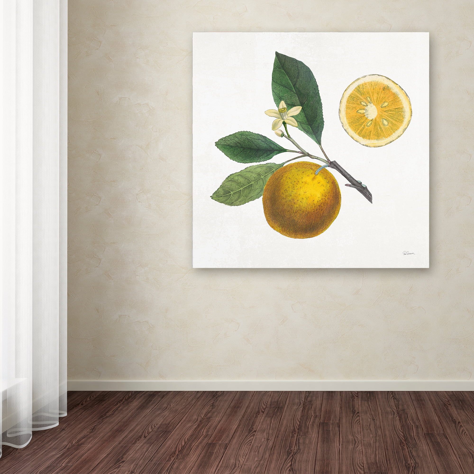 Trademark Fine Art 'Classic Citrus II' Canvas Art by Sue Schlabach