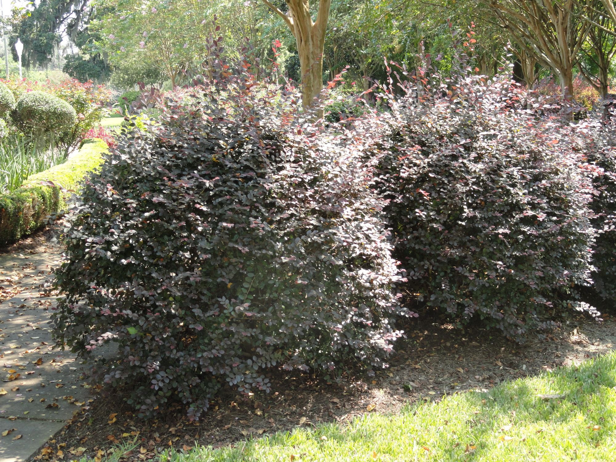 Expert Gardener Ruby Loropetalum 'Chinese Fringe Flower' (2.5