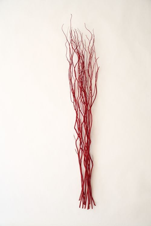 Green Floral Craft | 12 Stem Dried Curly Willow Branches 4-5 Feet Tall - Perfect Home Decoration And Floor Vase Filler (Red)