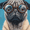 Funny Pug, variant on Cherry Blossom Branches Canvas Print, Decor for Living Room, Bedroom, Dining Room, Office, Hallway, Dorm