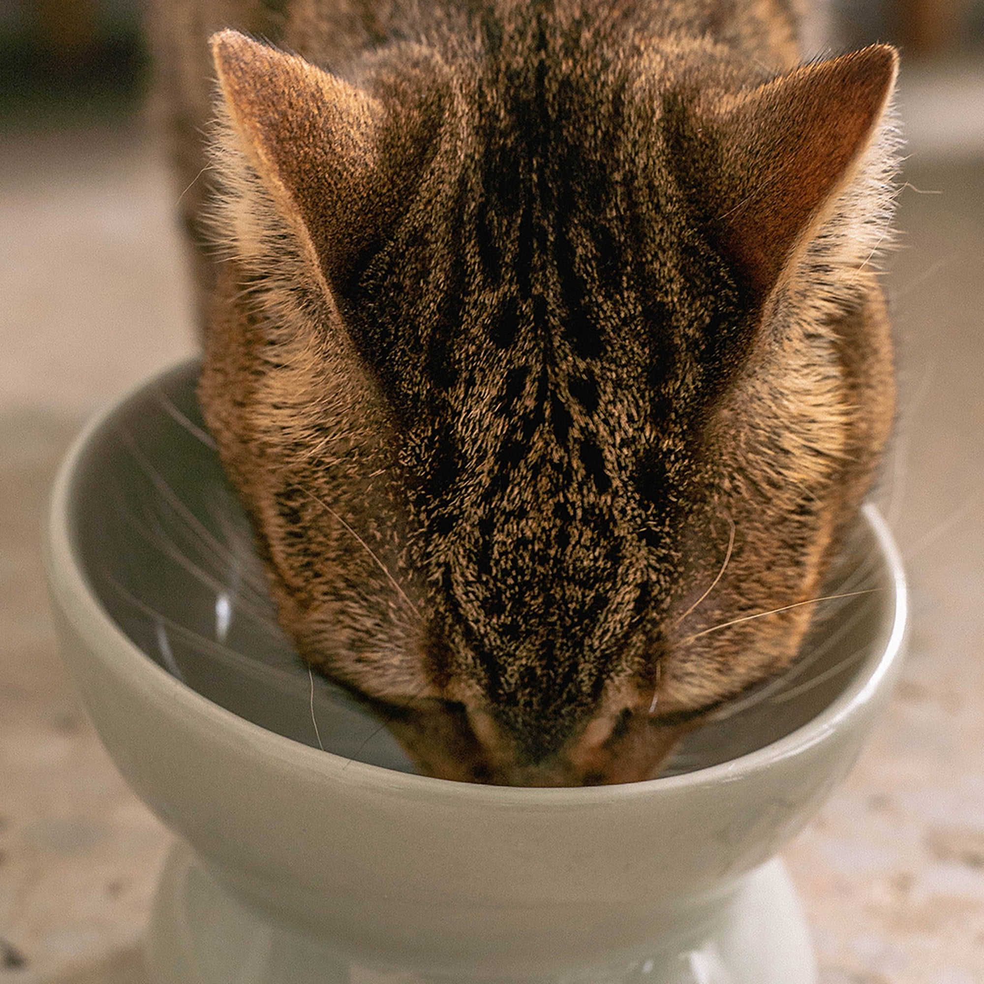 Dexypaws: Elevated Ceramic Cat Bowl - Desert Green - 7oz, Pet Feeding Dish, Meals, Food & Water, Ergonomic Height, Tilted-Raised, Stylish Gloss Design