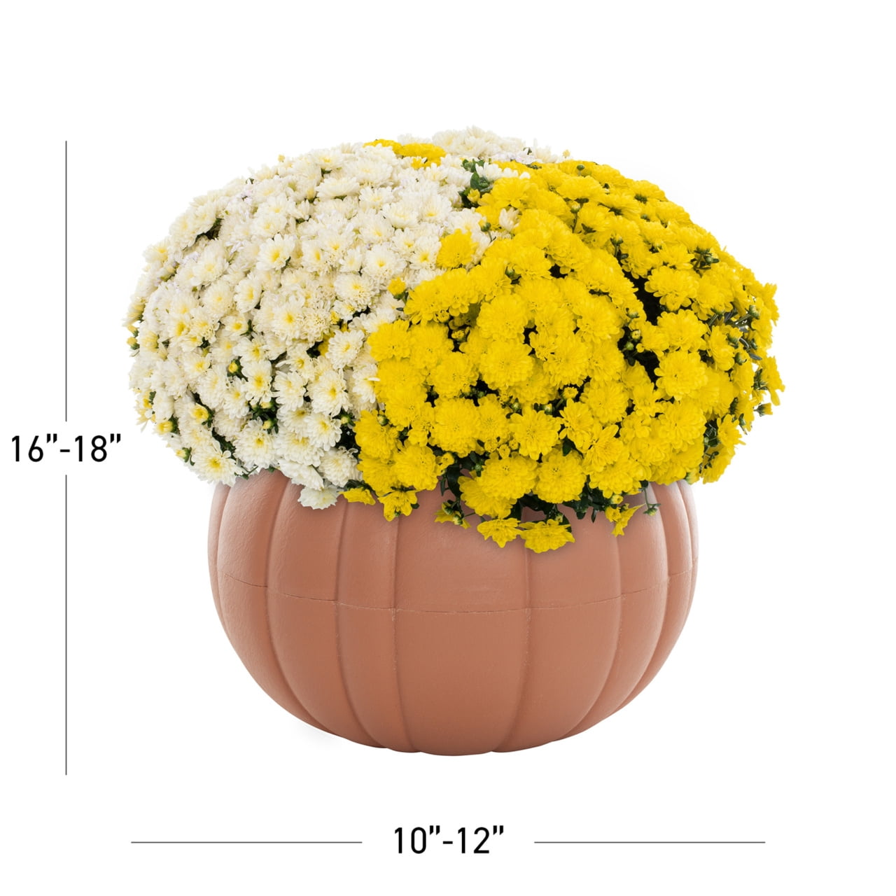 (2 pack) Better Homes & Gardens 3QT White Yellow Garden Chrysanthemum Plant Green Pumpkin Pot Sun
