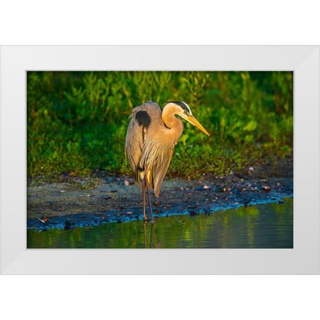 Friel, Bernard 14x11 White Modern Wood Framed Museum Art Print Titled - USA-Florida-Sarasota-Myakka River State Park-Great Blue Heron