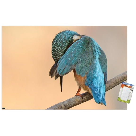 The Comedy Wildlife Photography Awards: Antonio Medina - Ashamed Wall Poster, 22.375" x 34"