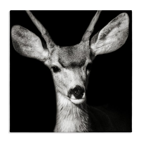 Stupell Industries Farmhouse Gazing Deer Portrait Canvas Art, 17 x 17, by Kathy Mansfield