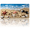 Seashells and, variant on 1 Pcs 2D Flat License Plate Covers & Frames, Seashells and For Decorative Front, Waterproof For Decoration Aluminum License Plate Covers & Frames Cover For Men Women, 12" X 6"