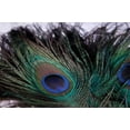 thumbnail image 2 of Erin Berzel 32x23 Gallery Wrapped Canvas Wall Art Titled - Peacock Feathers II, 2 of 4