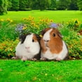 thumbnail image 4 of Estacas acrílicas para jardín con figuras realistas de animales para decorar el patio, 4 of 4