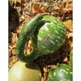 thumbnail image 3 of 15 Seeds GOOSENECK / Bottle / SWAN GOURD Lagenaria Siceraria Vine Seeds, 3 of 11