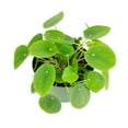 thumbnail image 2 of Pilea Peperomioides - Chinese Money Plant (6"+ Plastic Pot) - Easy to Care Houseplant for Beginners, 2 of 6