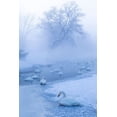 thumbnail image 2 of Goff, Ellen 17x24 Gold Ornate Wood Framed with Double Matting Museum Art Print Titled - Japan-Hokkaido A group of whooper swans congregate in the mist, 2 of 4