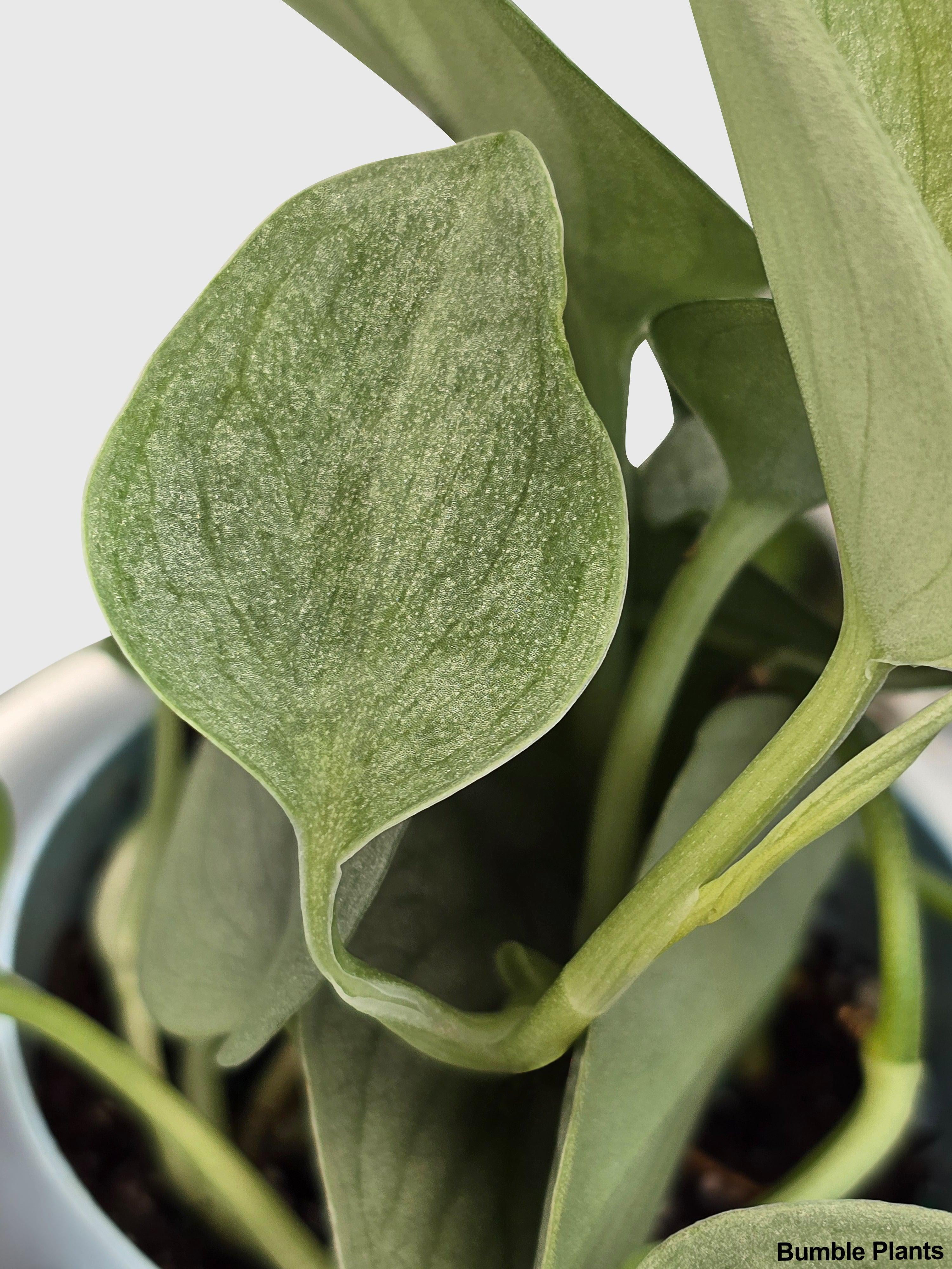 Scindapsus Pictus 'SOOO™ Silver' - Live Air-Purifying Indoor Plant in Nursery Pot – Easy Care, Low Maintenance Houseplant for Home & Office Decor, Natural Air Cleaner, Best for Beginners