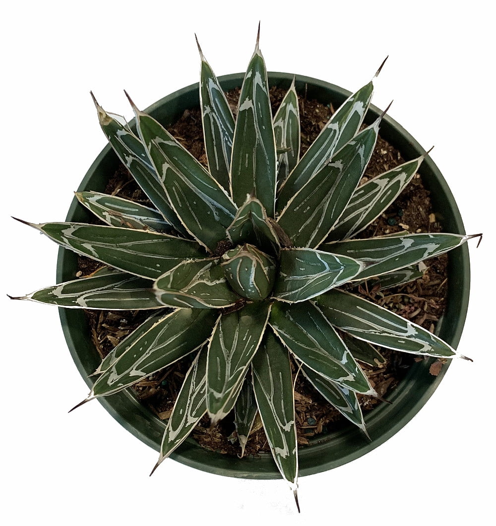 Queen victoria agave
