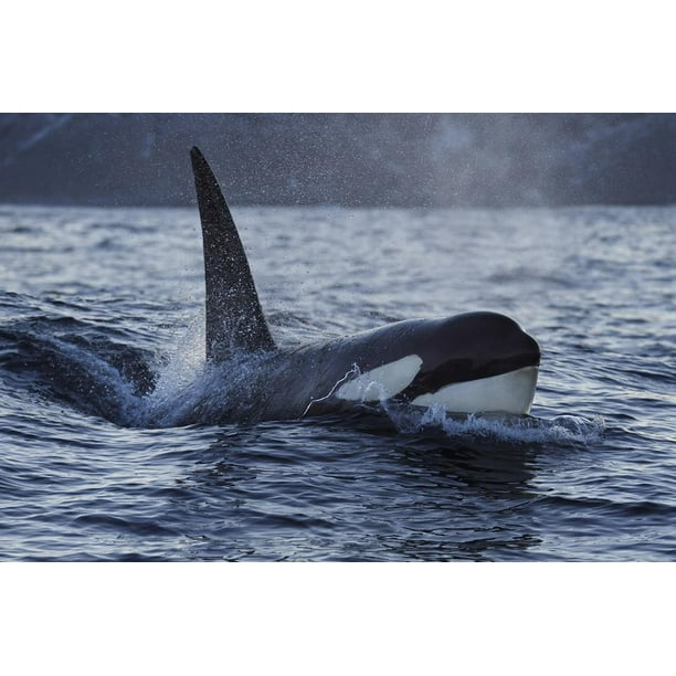 Orca Killer Whale Orcinus Orca Surfacing Senja Troms County Norway Scandinavia January Animals Unframed Photographic Print Wall Art By Widstrand Walmart Com Walmart Com