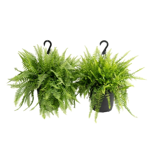 Expert Gardener 22" Tal Boston Fern, Bright Indirect Sunlight, Indoor Live House Plants, Basket 2-Pk
