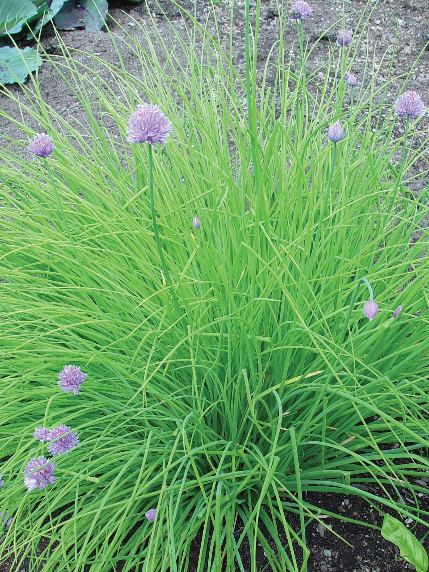Burpee Chives Dolores Herb Seed, Perennial Herb Seed, Full Sun