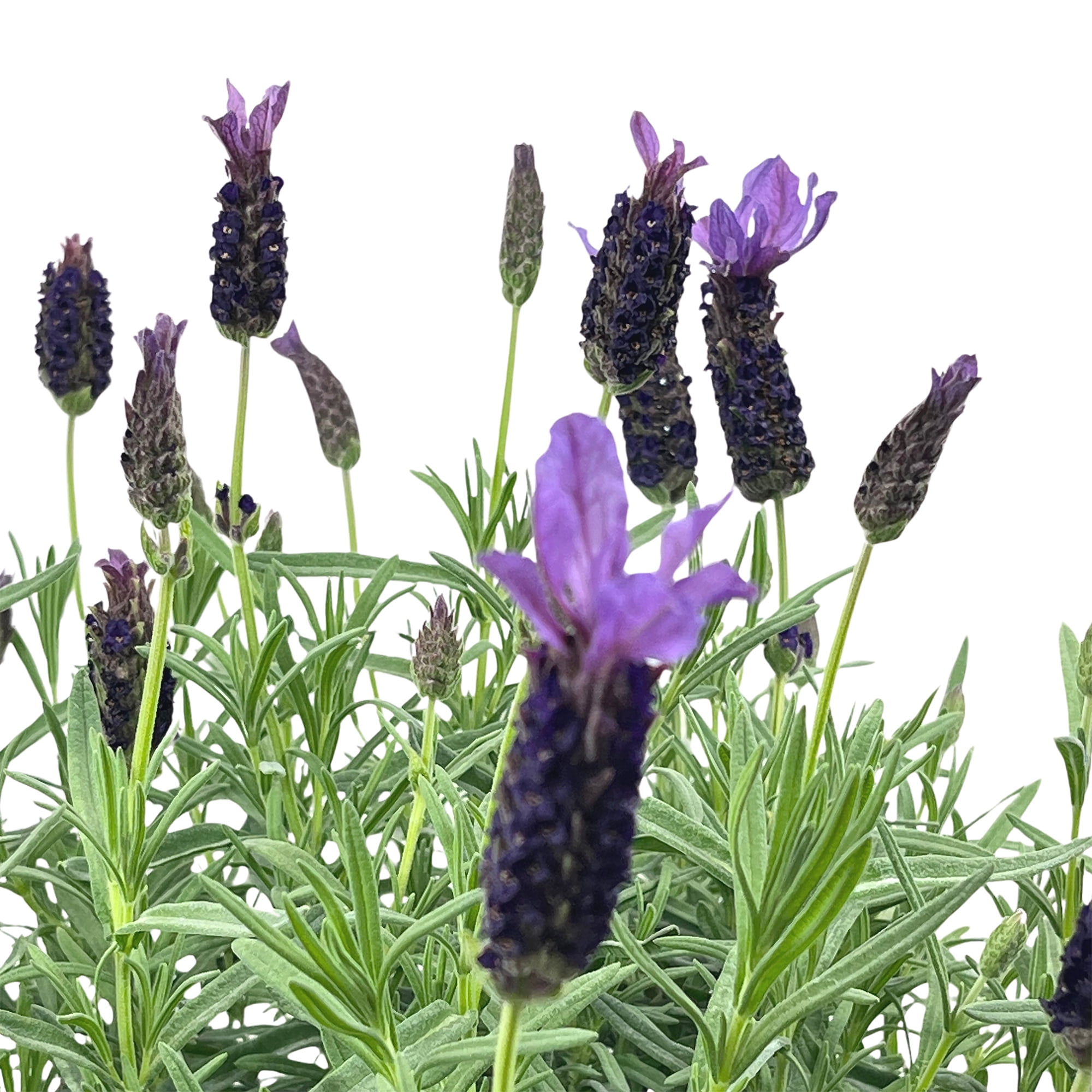 Expert Gardener 1.5G Spanish Lavender Live Plant Sun