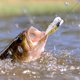 thumbnail image 3 of 1pc Cicada Fishing Catcher Freshwater Attractant Fish | Fish Tackle Realistic Cicada Shaped Catching Fishing Supplies Strong Hook Reusable Swim for Lake Pond, 3 of 3