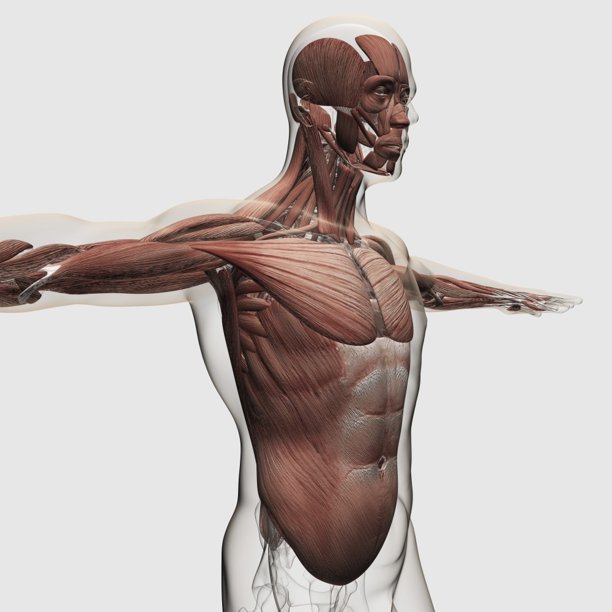 Anatomy Of Male Muscles In Upper Body Side View Poster Print Walmart Com Walmart Com