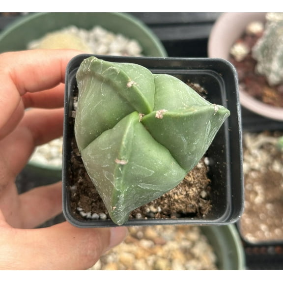 Rare Astrophytum Myriostigma Cactus 2 inch 3-Sided  Mini Succulent for Collectors