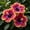 D, variant on Premium Ornamental Hibiscus for Planting-Easy growing,Bloom Year After Year,Perfect for Home Decoration-(Non-Artificial)