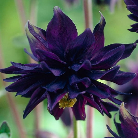 Black Barlow Columbine Flower Root - Attracts Butterflies and Hummingbirds - Deer Resistant - Good as Cut Flowers - Grows Well In Containers - Naturalizing - Perennializing - Live Garden