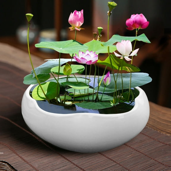 Ceramic Bonsai Bowl Planter for Hydroponic Indoor Round Home Pot