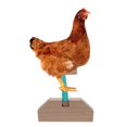 thumbnail image 2 of Wooden Chicken Perch Natural Wood Chicken Rooster Perch Chick Standing Stand Chicken Wood Perch, 2 of 4