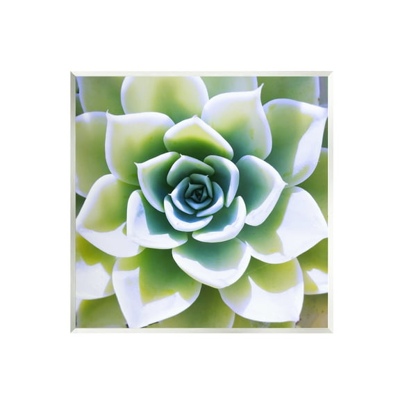 Stupell Green Succulent Nature Close Up Botanical & Floral Photography Wall Plaque Unframed Art Print Wall Art