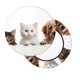 thumbnail image 2 of Disketp Cute Kittens And Puppy Funda Redonda para Taburete, Funda de Cojín para Silla de Bar Suave y Elástica-12 inch, 2 of 7