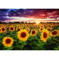 thumbnail image 1 of Pintura de diamante (DB2958) 5D DIY girasol cuadrado bordado punto de cruz 50x70cm FLhrweasw Nuevo, 1 of 1
