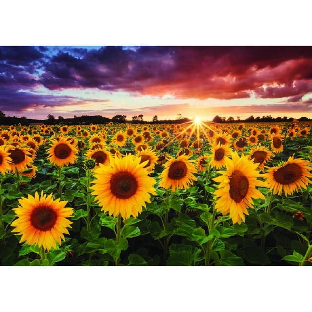 Pintura de diamante (DB2958) 5D DIY girasol cuadrado bordado punto de cruz 50x70cm FLhrweasw Nuevo