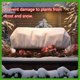 thumbnail image 5 of Plant Cover Freeze Protection, Winter Plant Covers, Plant Frost Cover, Tree Plant Freeze Protection Covers, Planter Plant Winter Frost Blanket with Zip Drawstring,2 Pack (59x17.7x15.7INCH), 5 of 5