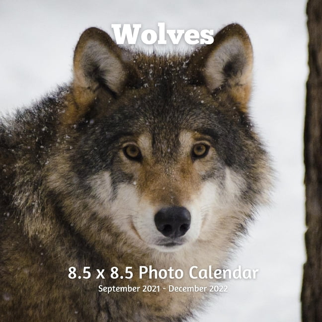 Wolves  X  Calendar September 2021 -December 2022 : Monthly Calendar  with ./UK/ Canadian/Christian/Jewish/Muslim Holidays-Wolf Animal Nature  (Paperback) 