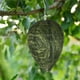 thumbnail image 5 of Waterproof Decoys Hanging Fake Fabric Deterrents for Home and Garden Outdoor, 5 of 5
