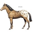 thumbnail image 2 of CafePress - Appaloosa Horse -  Round Wood Ornament 4", 2 of 2