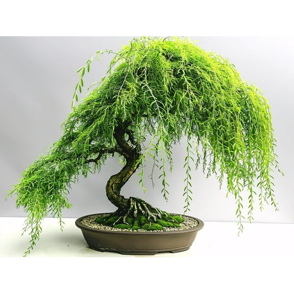 Cascading Strength Willow Bonsai Tree Cutting to Grow