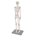 thumbnail image 3 of Lishi Anatomical Teaching Tool: 85cm Human Skeleton Model, 3 of 18