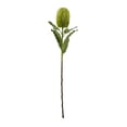 thumbnail image 1 of Hill Interiors Banksia Serrata Artificial Flower, 1 of 4