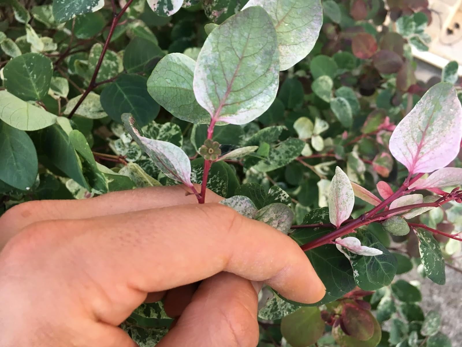 Breynia Disticha Roseopicta Snowbush  3 Live Plants  Ornamental Shrub, Perfect for Indoor & Outdoor Landscaping  Drought Tolerant, Low-Maintenance, Easy-to-Grow Plant
